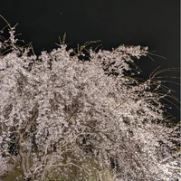 画像338